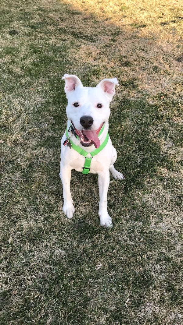 /Images/uploads/Humane Society of Utah/HSU2018/entries/3904thumb.jpg